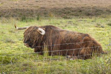 Ağacın altında dinlenen İskoç ineğinin portresi güneş için saklanıyor. Scharreveld, Eursinge Drenthe Hollanda 'da.
