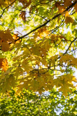Sonbahar renklerinde Amerikan meşe yaprağı (Quercus rubra) arkaplanı