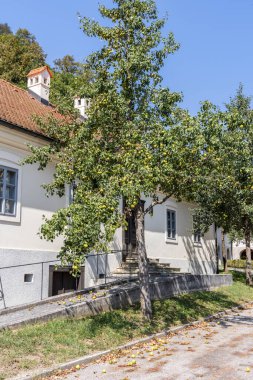 Slovenya 'nın Kozjanski bölgesindeki Tipik Kozjanski elma ağacı