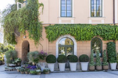 Ljubljana 'nın başkenti Slovenya' daki Kongre Meydanı 'nda çiçekçi yeşil vaha