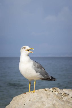 Slovenya 'daki Adriyatik Denizi boyunca kameraya poz veren martı martıları