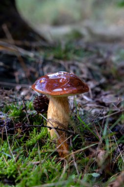 Sonbahar boyunca ormanda köknar kozalaklı taze Boletus badius mantarı.