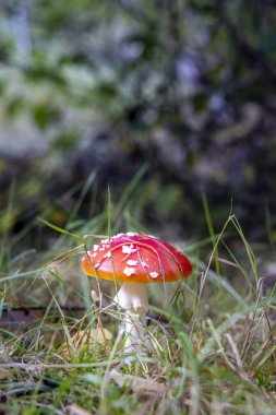 Hollanda 'da sonbahar boyunca ormanda Taze Sinek veya Sinek Amanita (Amanita muscaria)