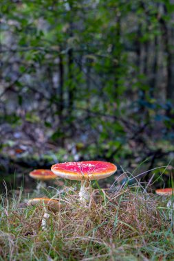 Hollanda 'da sonbahar boyunca ormanda Taze Sinek veya Sinek Amanita (Amanita muscaria)