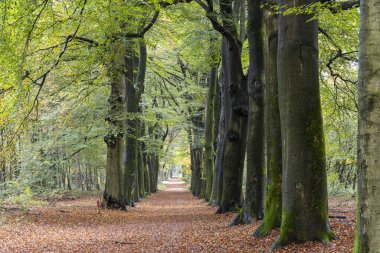 Hollanda 'daki Veluwe Gelderland' da sonbahar boyunca ormanda Beech Bulvarı