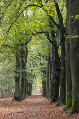 Hollanda 'daki Veluwe Gelderland' da sonbahar boyunca ormanda Beech Bulvarı