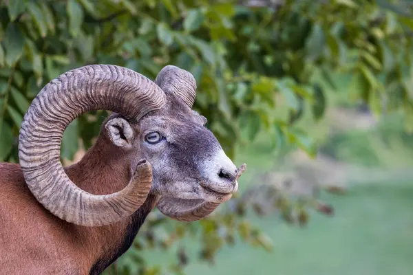 Geyik kampı Jelenov Greben Olimje Podcetrtek, Doğu Slovenya