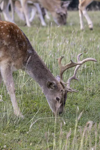 Geyik kampı Jelenov Greben Olimje Podcetrtek, Doğu Slovenya