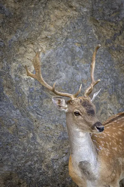 Doğu Slovenya 'daki Olimje Podcetrtek' te bulunan Jelenov Greben geyik kampındaki Bul