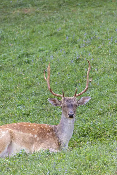 Doğu Slovenya 'daki Olimje Podcetrtek' teki Geyik Kampı 'nda erkek geyik.