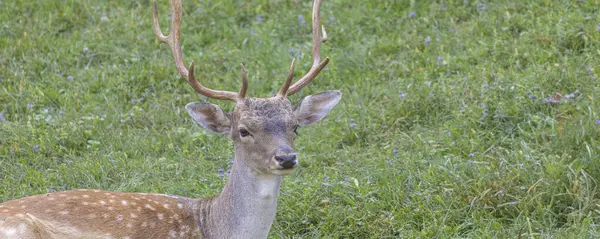 Doğu Slovenya 'daki Olimje Podcetrtek' teki Geyik Kampı 'nda erkek geyik.