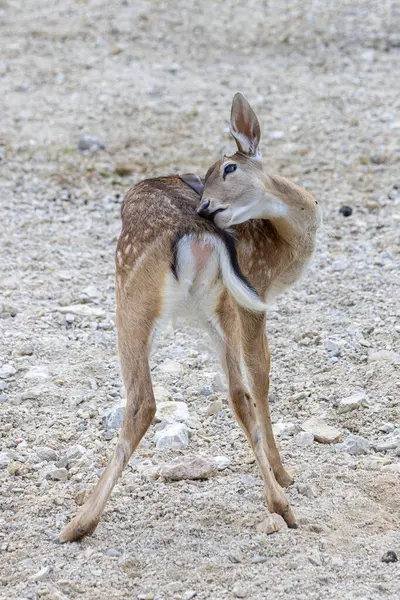 Doğu Slovenya 'daki Olimje Podcetrtek' teki Geyik kampında Fawn Jelenov Greben