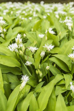 Hollanda 'daki Verhildersum şatosunun bahçesinde bahar aylarında tamamen açan yabani sarımsaklı (Allium ursinumin) güzel çiçek tarhı
