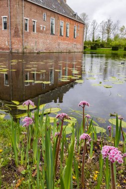 Güzel Darmera peltata (Saxifragaceae), Hollanda 'da Leens' teki Verhildersum malikanesinde bahar boyunca çiçek açar.