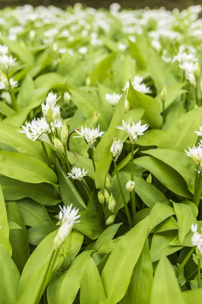 Hollanda 'daki Verhildersum şatosunun bahçesinde bahar aylarında tamamen açan yabani sarımsaklı (Allium ursinumin) güzel çiçek tarhı