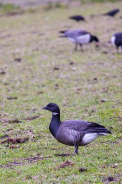 Kara Brant (Branta bernicla nigricans) çayırlarda yürüyor