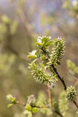 Gri solgun Catkins 'e yakın çekim (salya Cinere)