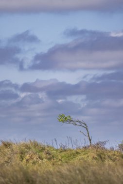 Wadden Adası Schiermonnikoog 'un arka planında kara bulutlar olan rüzgârın şekillendirdiği yalnız bir ağaç. Hollanda.