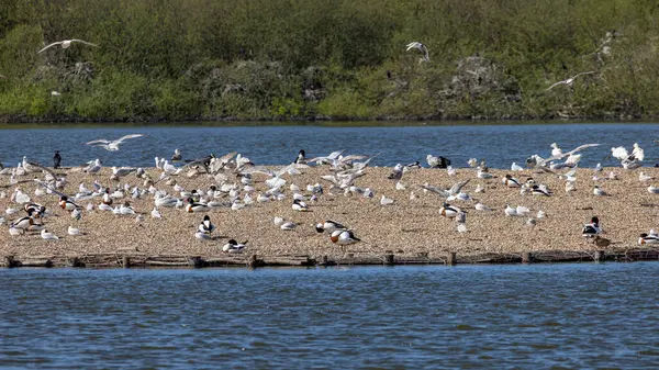 Shelduck, siyah kafalı martı ve ringa martısı Wadden Adası 'ndaki küçük bir gölde dinleniyorlar. Hollanda.