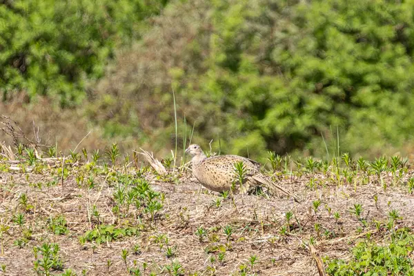 Hollanda 'nın Schiermonnikoog tepelerinde yiyecek arayan dişi sülün.