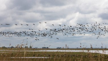 Hollanda 'nın Groningen eyaletindeki Ulusal Park Lauwersmeer' da uçan dev bir Barnacle kaz sürüsü (Branta lökopsis).