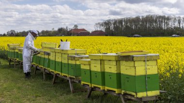 Oldambt, Hollanda - 20 Nisan 2025: Arıcı, Hollanda 'nın Groningen kentindeki Oldambt şehrinde arıların kovanlarından bal topluyor.