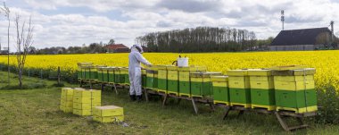 Oldambt, Hollanda - 20 Nisan 2025: Hollanda 'nın Groningen kentindeki Oldambt şehrinde bal kovanlarından bal toplayan arı yetiştiricisinin panoramik görüntüsü