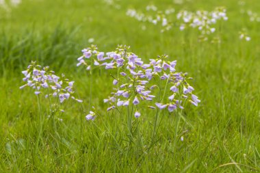 Çayırlarda çiçek açan guguk kuşu (Cardamine pratensis)