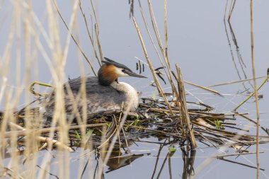 Büyük ibikli grebe (podiceps cristatus) portresi su bitkilerinden bir yatak ile onun yuvasında