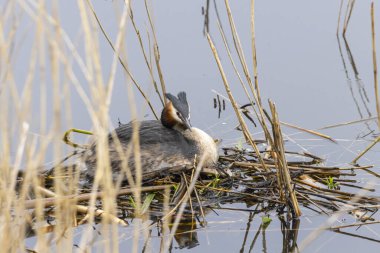 Büyük ibikli grebe (podiceps cristatus) portresi su bitkilerinden bir yatak ile onun yuvasında