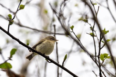 Chiffchaff ötücü kuşu (phylloscopus collybita) baharda ağacın dalına konmuştur.