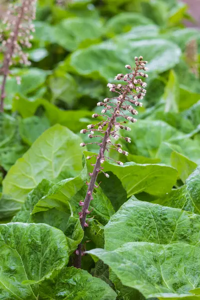 Bahar mevsiminde yol kenarında pembe menekşe tereyağı (Petasites hybridus)