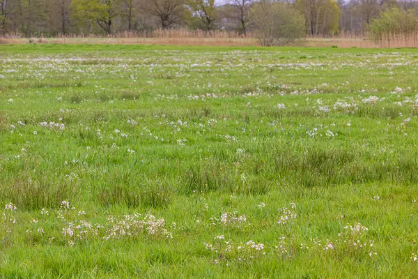 Çiçek açan tarımsal tarla (Cardamine pratensis))