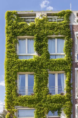 Modern city houses covered with Boston ivy (Parthenocissus tricuspidata) in Katendrecht Rotterdam port city in South-Holland the west of the Netherlands