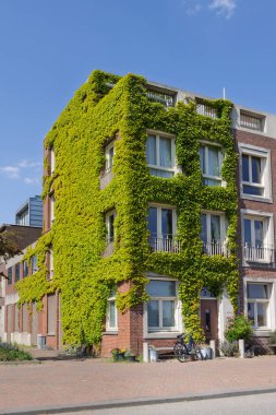 Modern city houses covered with Boston ivy (Parthenocissus tricuspidata) in Katendrecht Rotterdam port city in South-Holland the west of the Netherlands