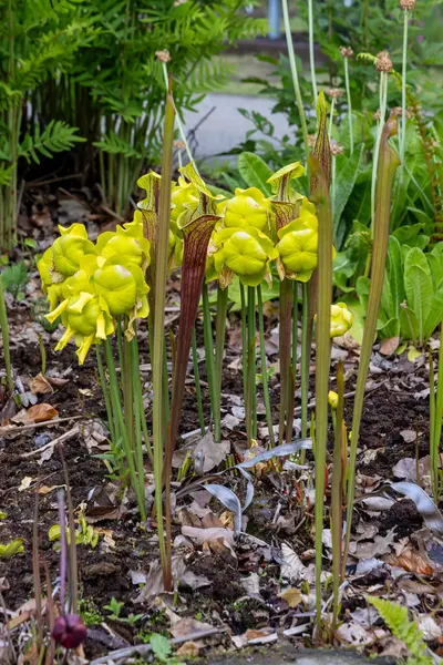 Hollanda, Leiden 'deki Hortus Botranicus' ta çiçek ve trompetler açan Sarracenia Flava çiçekleri.