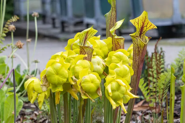 Hollanda, Leiden 'deki Hortus Botranicus' ta çiçek ve trompetler açan Sarracenia Flava çiçekleri.