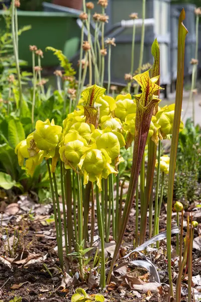 Hollanda, Leiden 'deki Hortus Botranicus' ta çiçek ve trompetler açan Sarracenia Flava çiçekleri.