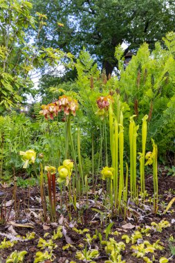 Hollanda, Leiden 'deki Hortus Botranicus' ta çiçek ve trompetler açan Sarracenia Flava çiçekleri.