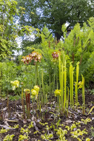 Hollanda, Leiden 'deki Hortus Botranicus' ta çiçek ve trompetler açan Sarracenia Flava çiçekleri.