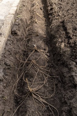 Kuşkonmaz kökleri sebze bahçesindeki küçük toprak yığınına dikilmiş.