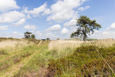 Hollanda, Drenthe 'de Hijkerveld Doğa Koruma Alanı' nın doğa manzarası.