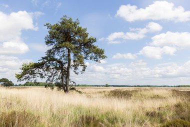 Hollanda, Drenthe 'de Hijkerveld Doğa Koruma Alanı' nın doğa manzarası.