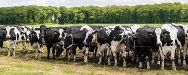 Siyah beyaz Hollandalı Holstein inekleri otlaklarda yan yana bekliyor