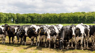 Siyah beyaz Hollandalı Holstein inekleri otlaklarda yan yana bekliyor