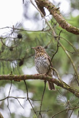 Şarkı ardıç kuşu (Turdus philomelos) parktaki bir ağaç dalında oturuyor