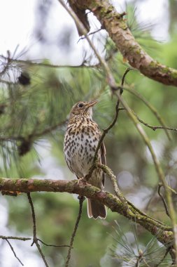 Şarkı ardıç kuşu (Turdus philomelos) parktaki bir ağaç dalında oturuyor