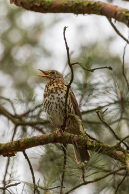 Şarkı ardıç kuşu (Turdus philomelos) parktaki bir ağaç dalında oturuyor