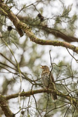 Şarkı ardıç kuşu (Turdus philomelos) parktaki bir ağaç dalında oturuyor