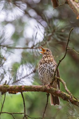 Şarkı ardıç kuşu (Turdus philomelos) parktaki bir ağaç dalında oturuyor